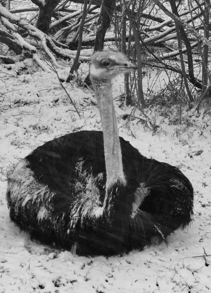 Man tries to rape an Ostrich!